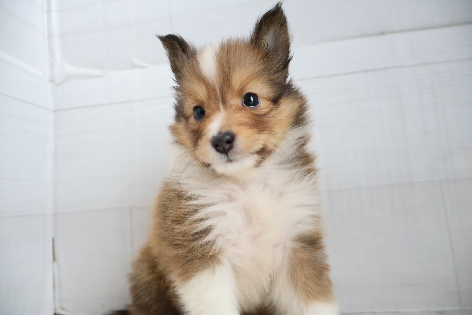 シェットランドシープドッグ セーブルホワイトの子犬｜福岡 | ペッツメイト天神大名店