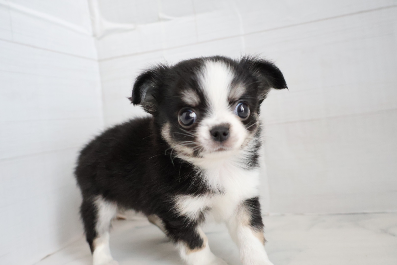 ロングコートチワワ ブラックタンホワイトの子犬｜福岡 |ペッツメイトイオン小郡店
