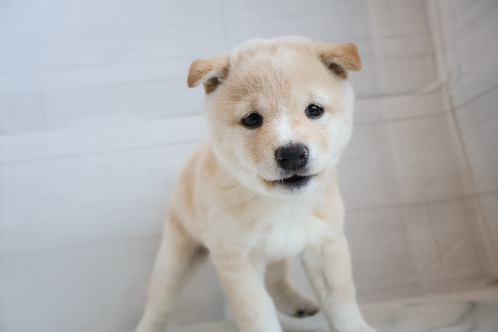 豆柴 白の子犬｜宮崎 | ペッツメイトイオン都城店