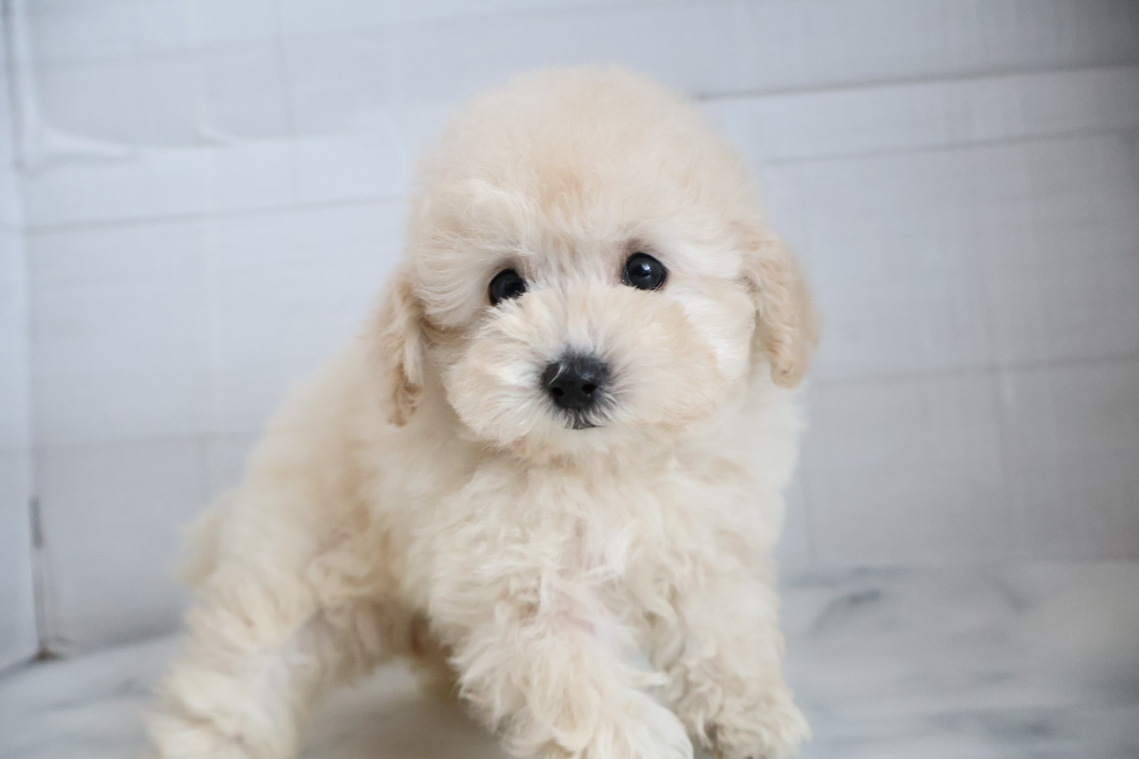 トイプードル クリームの子犬｜福岡 |ペッツメイトイオン乙金店