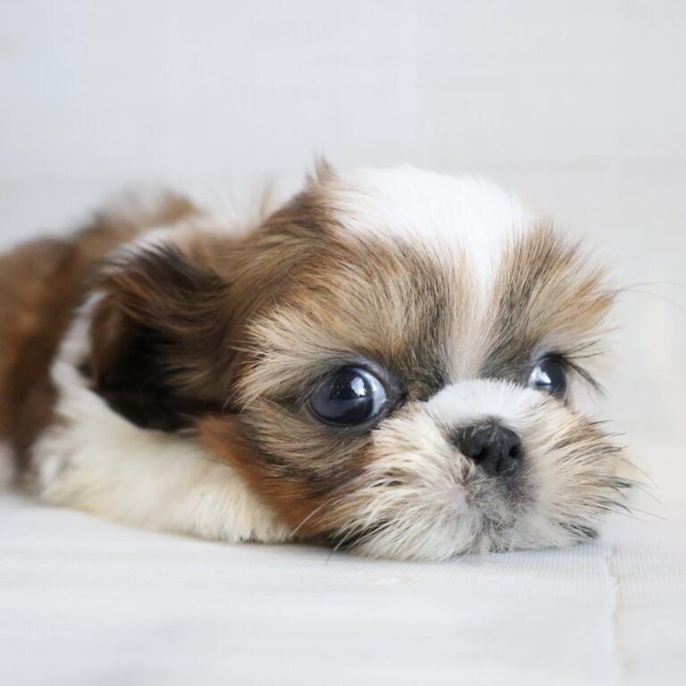 シーズーの子犬（福岡・ペッツメイトイオン乙金店在籍）