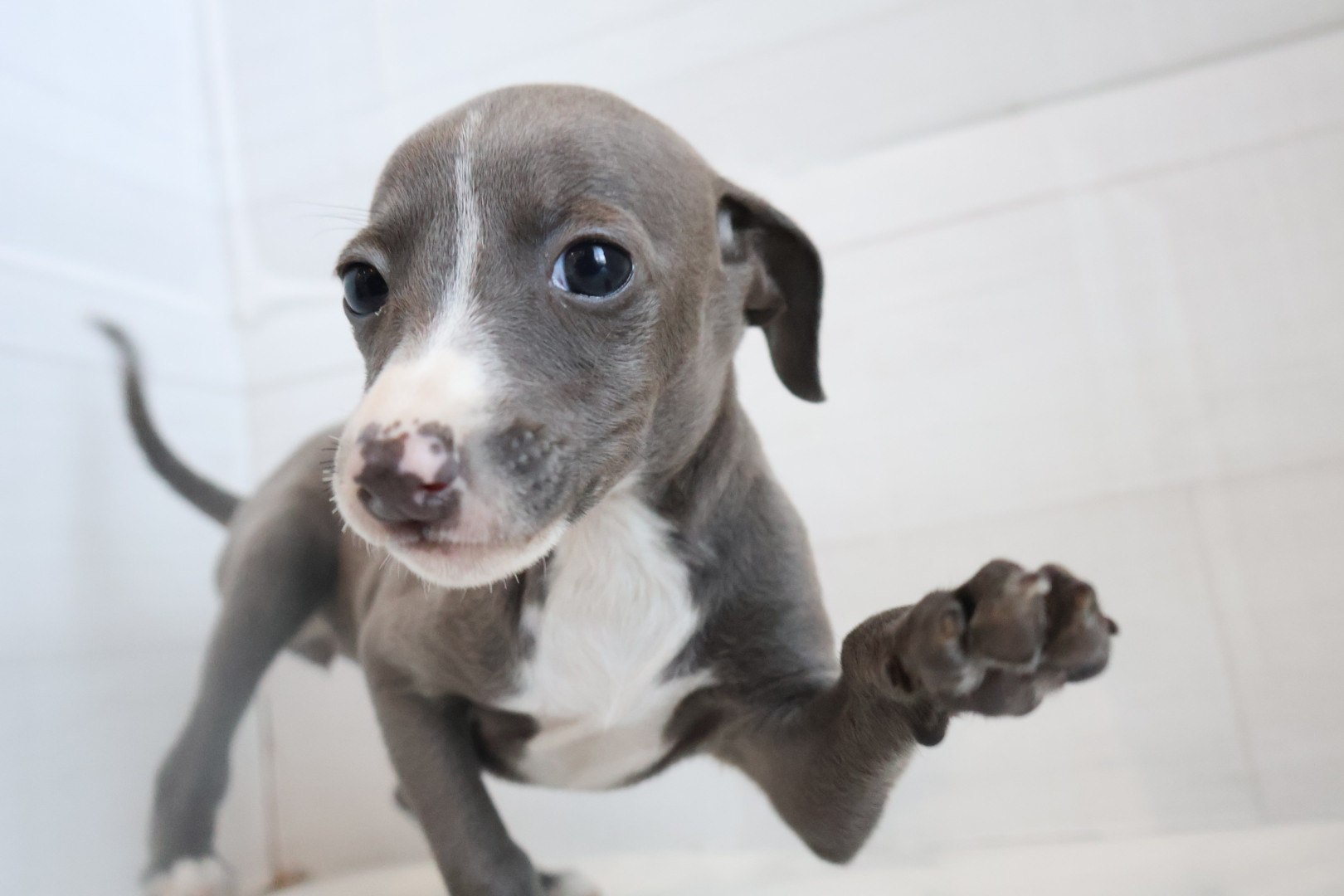 イタリアングレーハウンド ブルーホワイトマーキングスの子犬｜宮崎 | ペッツメイトイオン都城店