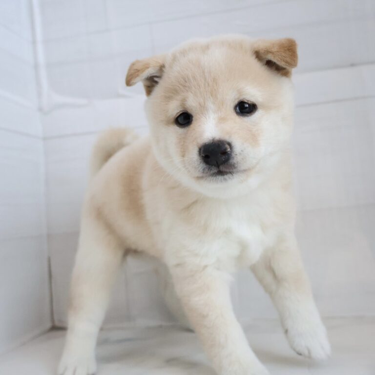 豆柴の子犬（宮崎・ペッツメイトイオン都城店在籍）