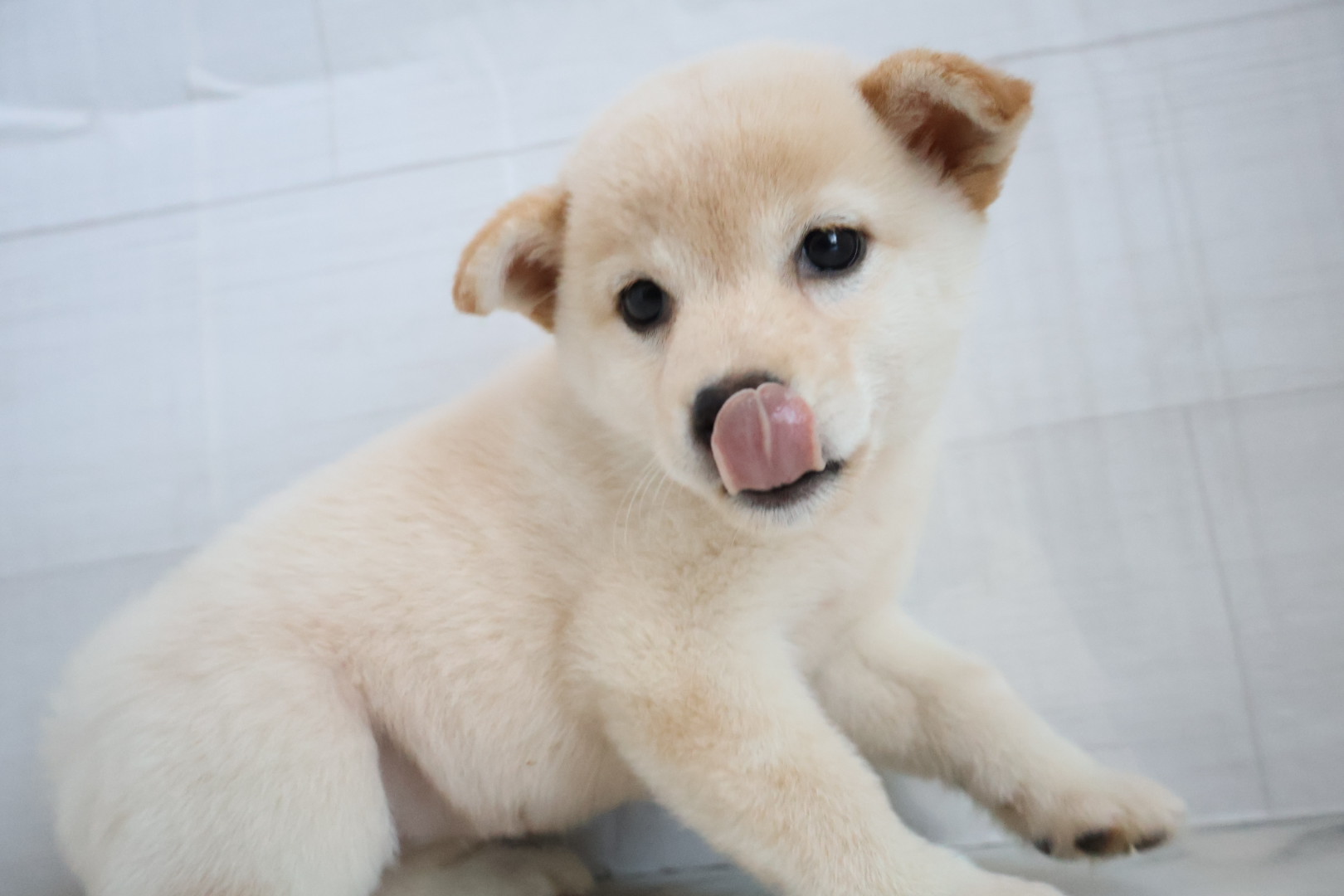 柴 白の子犬｜佐賀 |ペッツメイト佐賀店