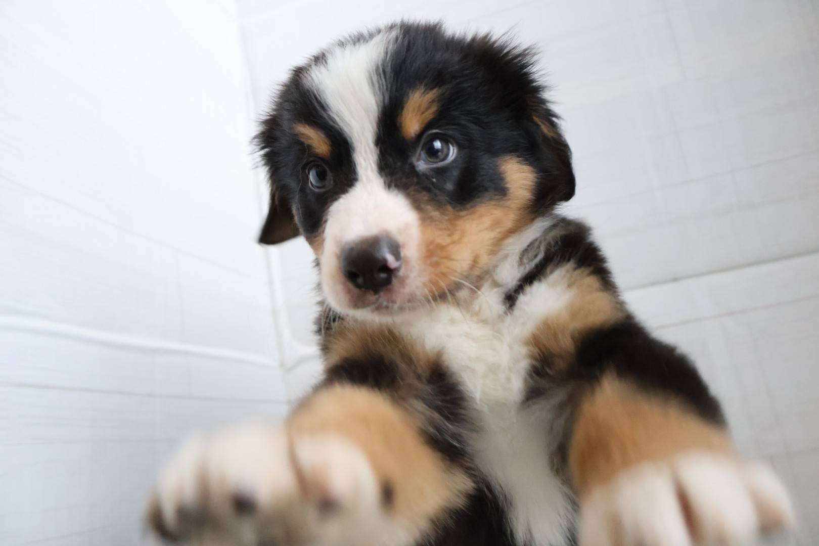 バーニーズマウンテンドッグ ブラックラストホワイトの子犬｜佐賀 |ペッツメイト佐賀店