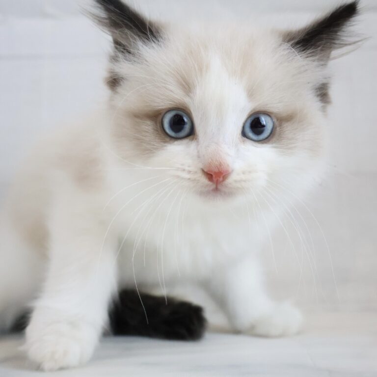 ラグドールの子猫（佐賀・ペッツメイト佐賀店在籍）