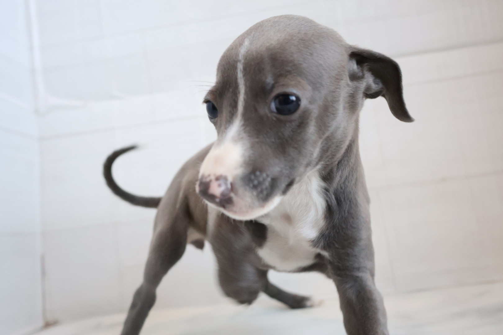 イタリアングレーハウンド ブルーホワイトマーキングスの子犬｜宮崎 | ペッツメイトイオン都城店