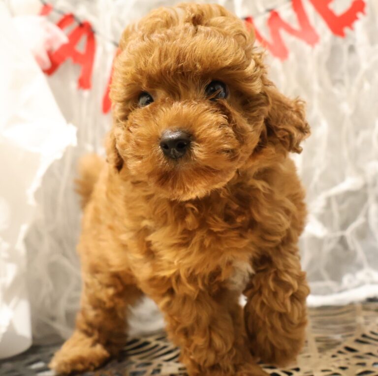 トイプードルの子犬（福岡・ペットアミ甘木店在籍）