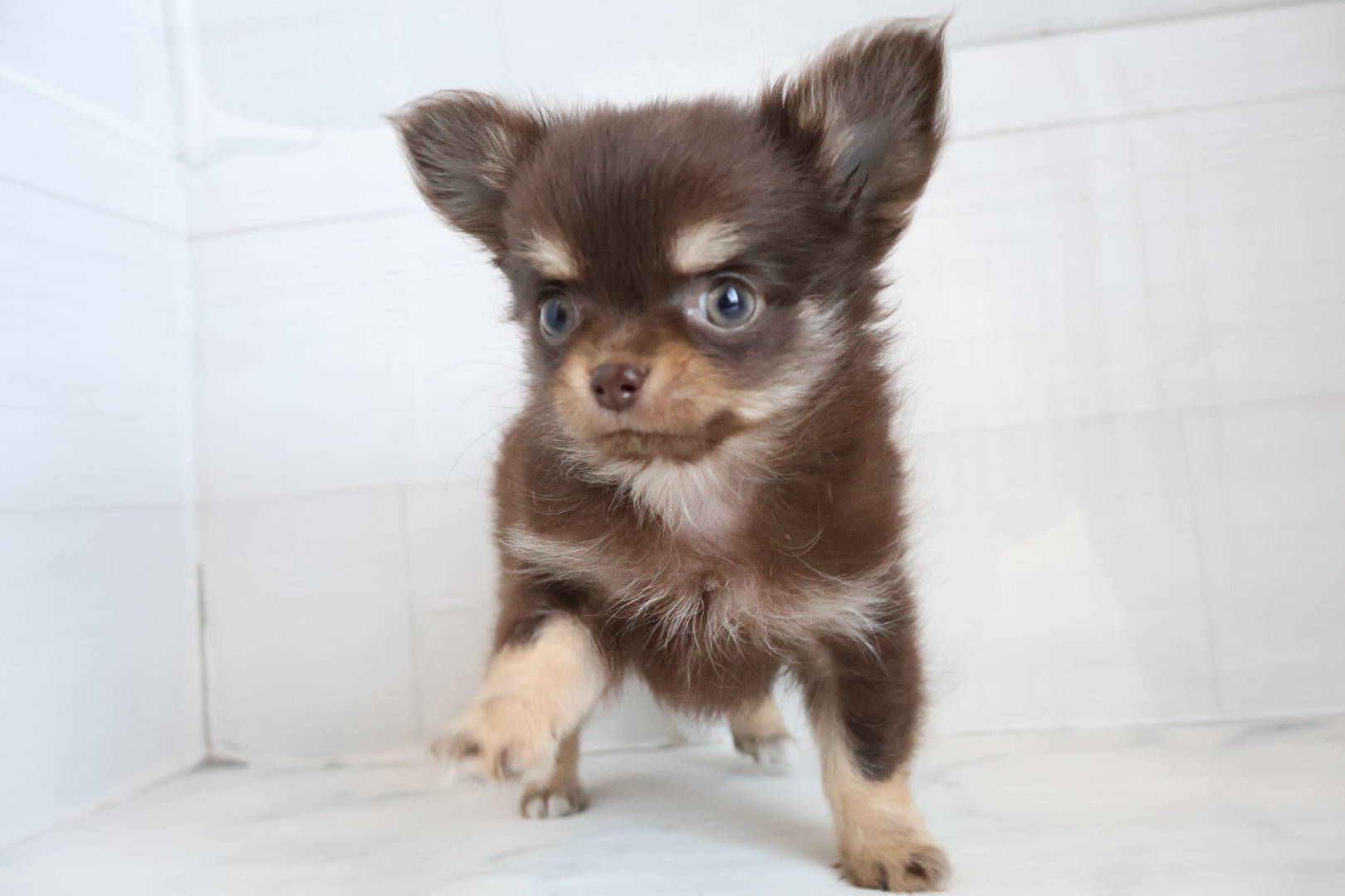 ロングコートチワワ チョコレートタンホワイトの子犬|福岡 |ペッツメイトイオン乙金店