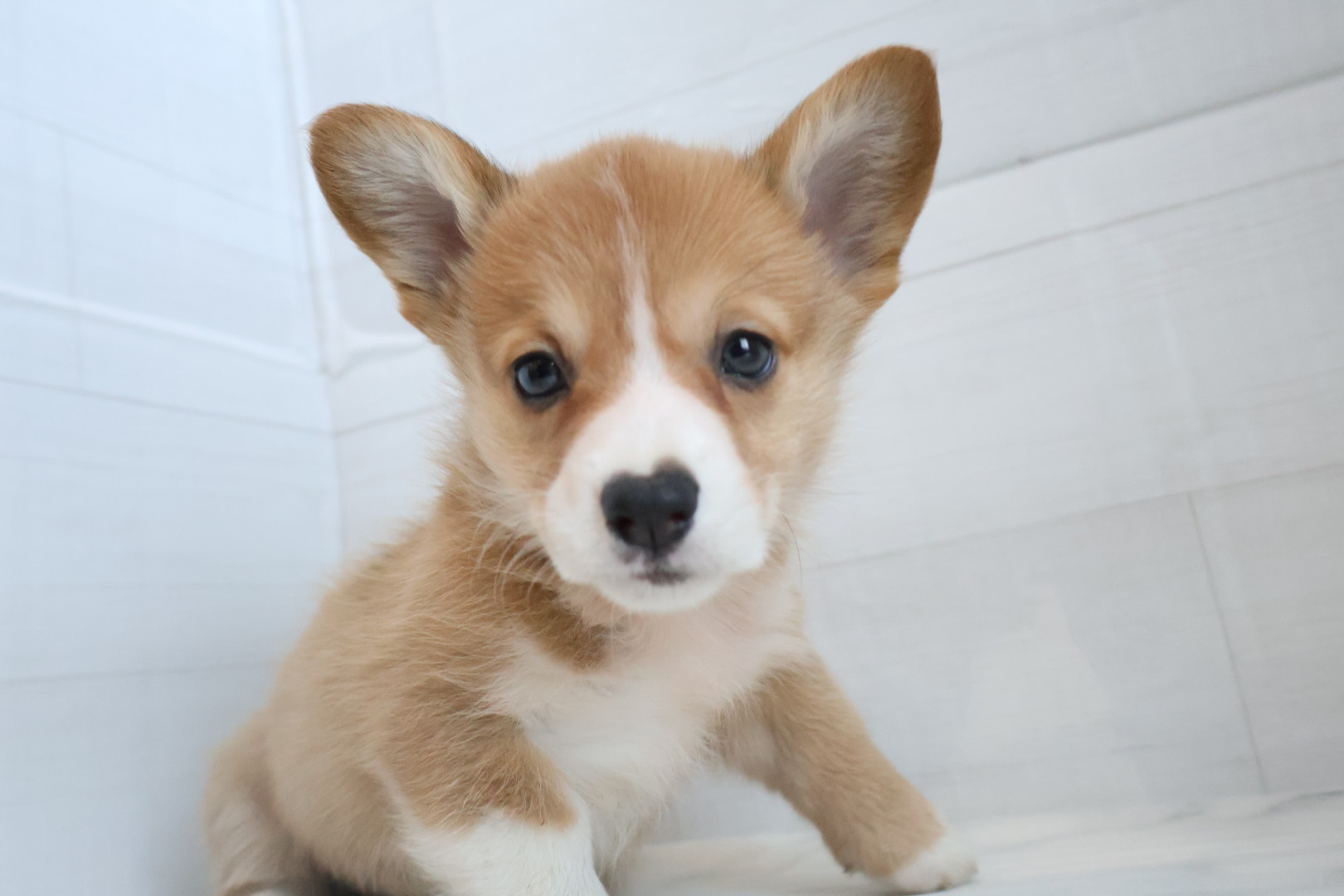 ウェルシュコーギー・ペンブローク レッドホワイトの子犬｜福岡 | ペッツメイト天神大名店