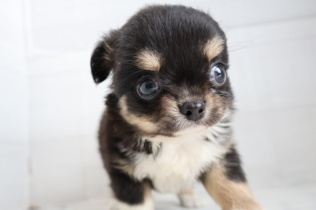ロングコートチワワ ブラックタンホワイトの子犬|佐賀 | ペッツメイトモラージュ佐賀店