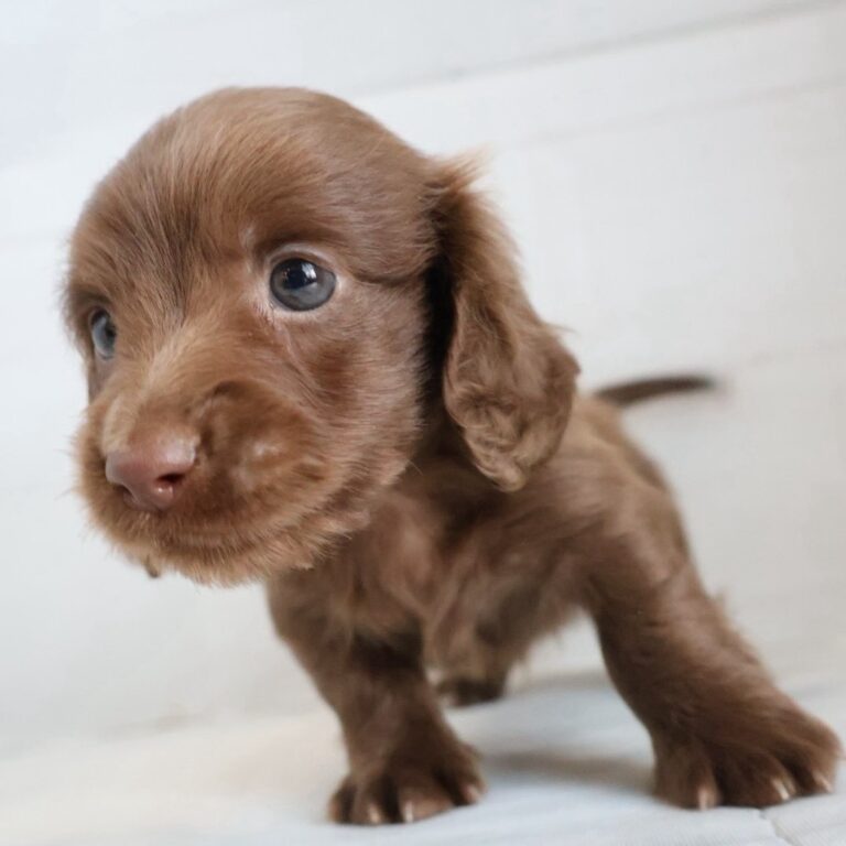 ミニチュアダックスフンドの子犬（福岡・ペットアミ須恵店在籍）