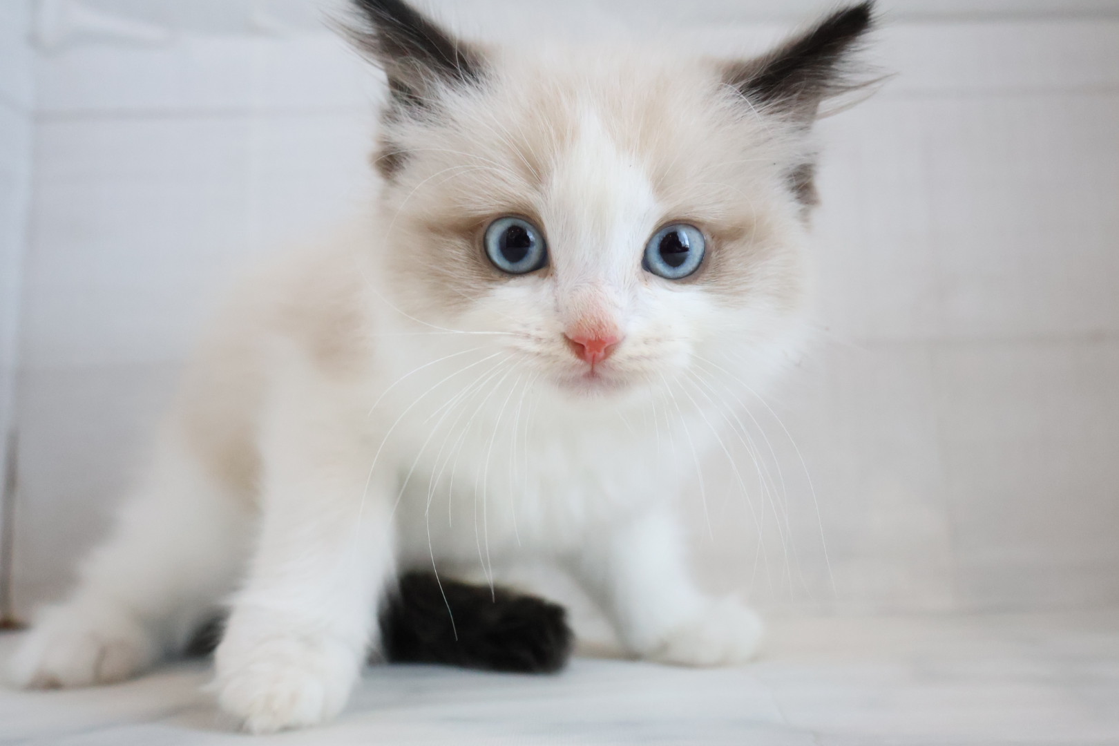 ラグドール シールポイントバイカラーの子猫｜佐賀 |ペッツメイト佐賀店