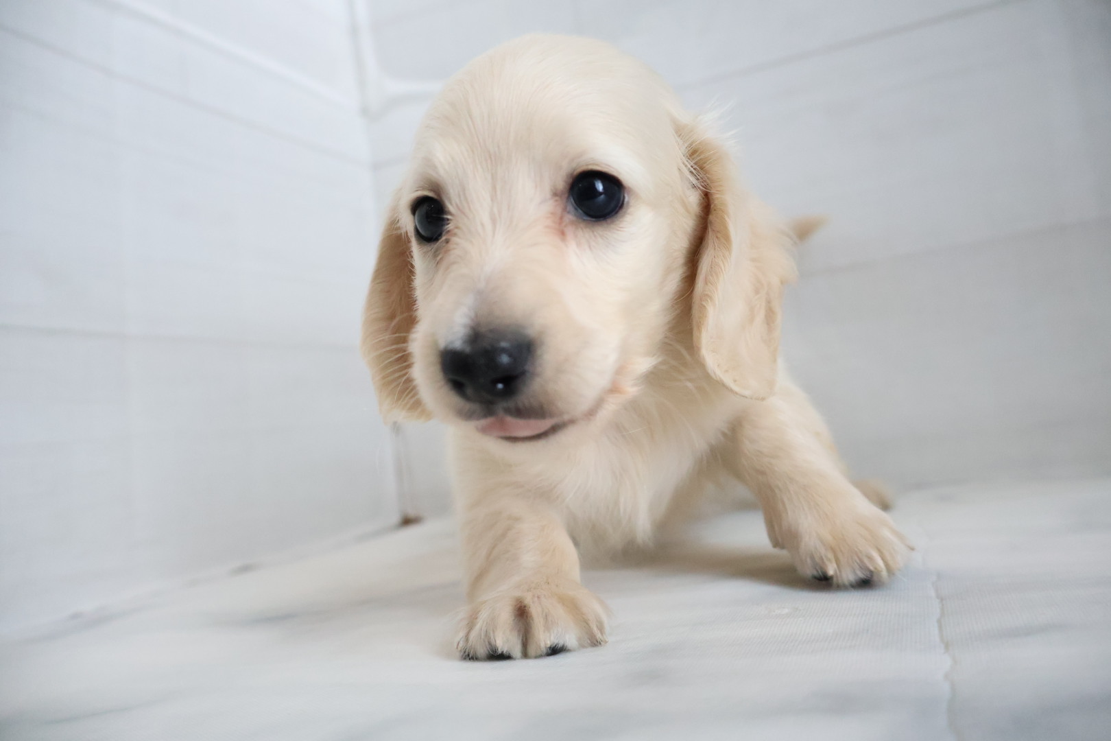 ミニチュアダックスフンド イエローの子犬｜佐賀 |ペッツメイト佐賀店