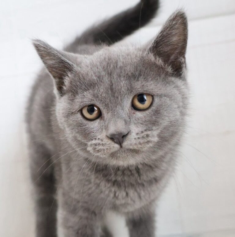 ブリティッシュショートヘアの子猫（佐賀・ペッツメイト佐賀店在籍）