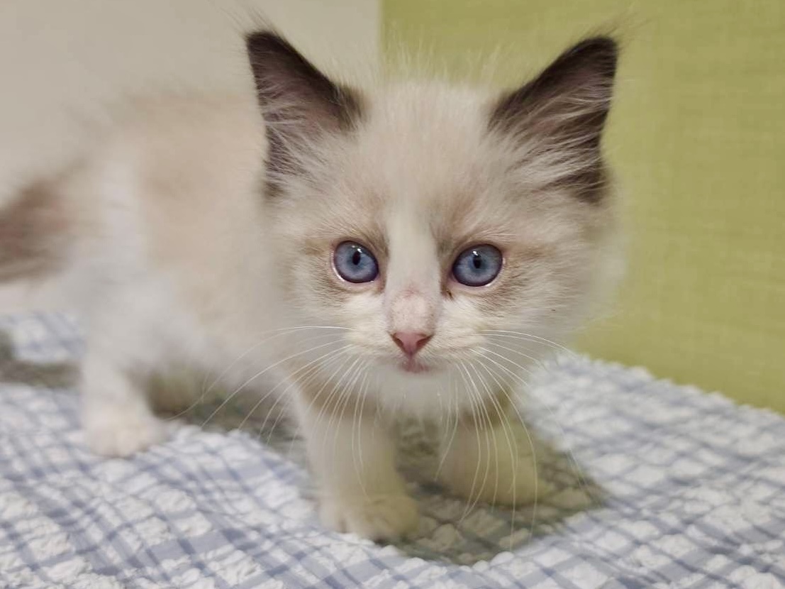 ラグドール シールポイントバイカラーの子猫｜佐賀 | ペッツメイトモラージュ佐賀店