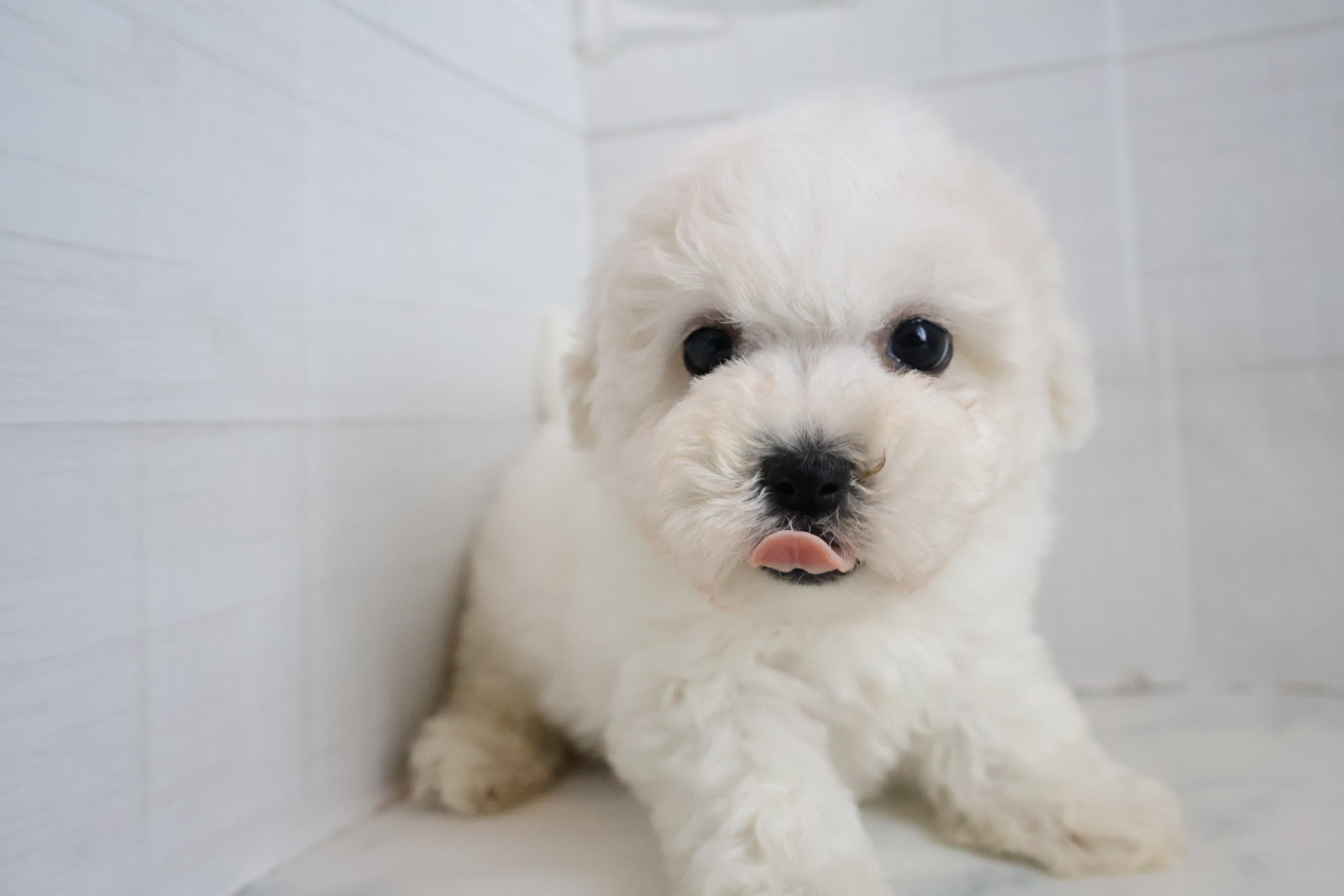 ボロニーズ ホワイトの子犬｜福岡 | ペッツメイト天神大名店