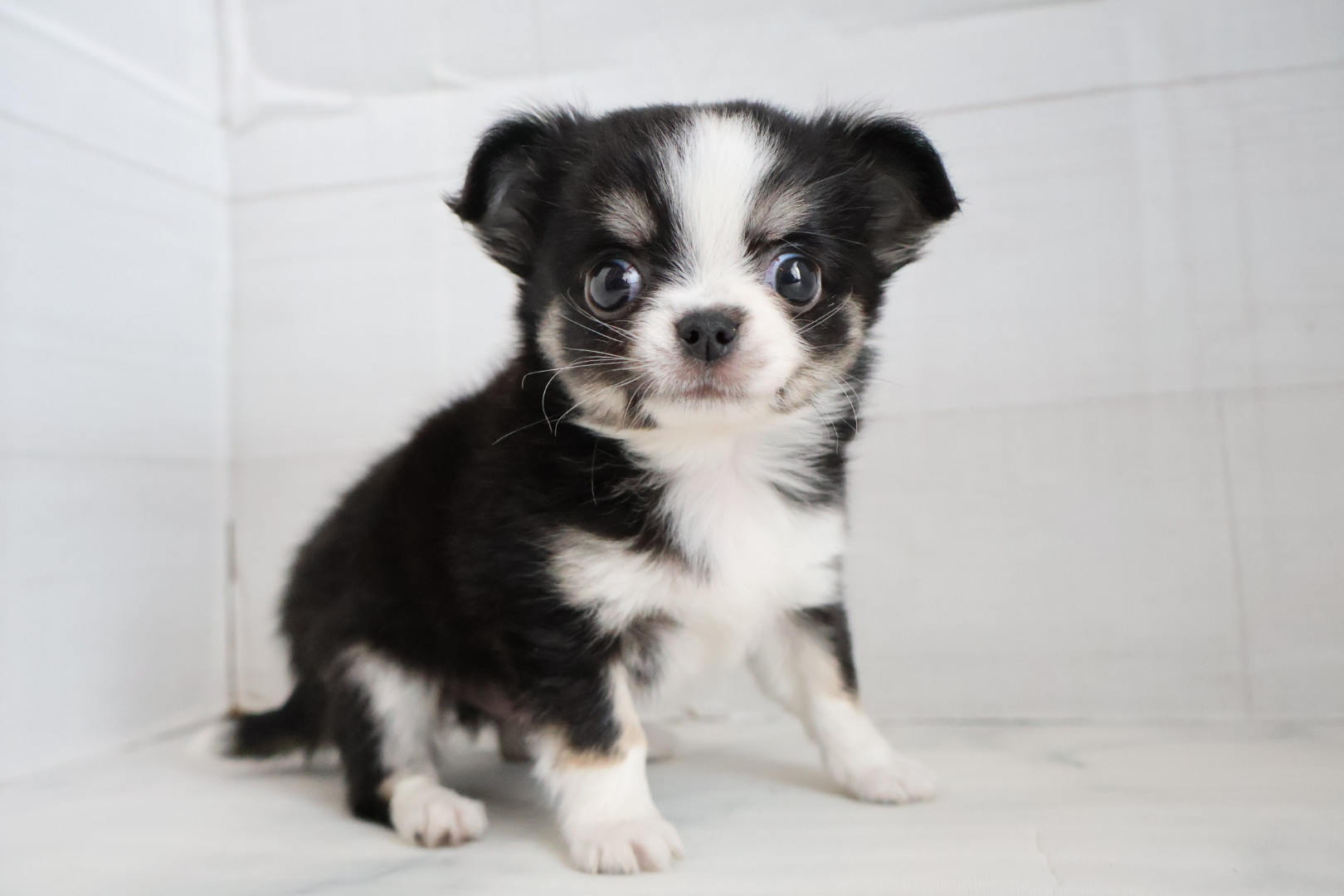 ロングコートチワワ ブラックタンホワイトの子犬｜福岡 |ペッツメイトイオン小郡店