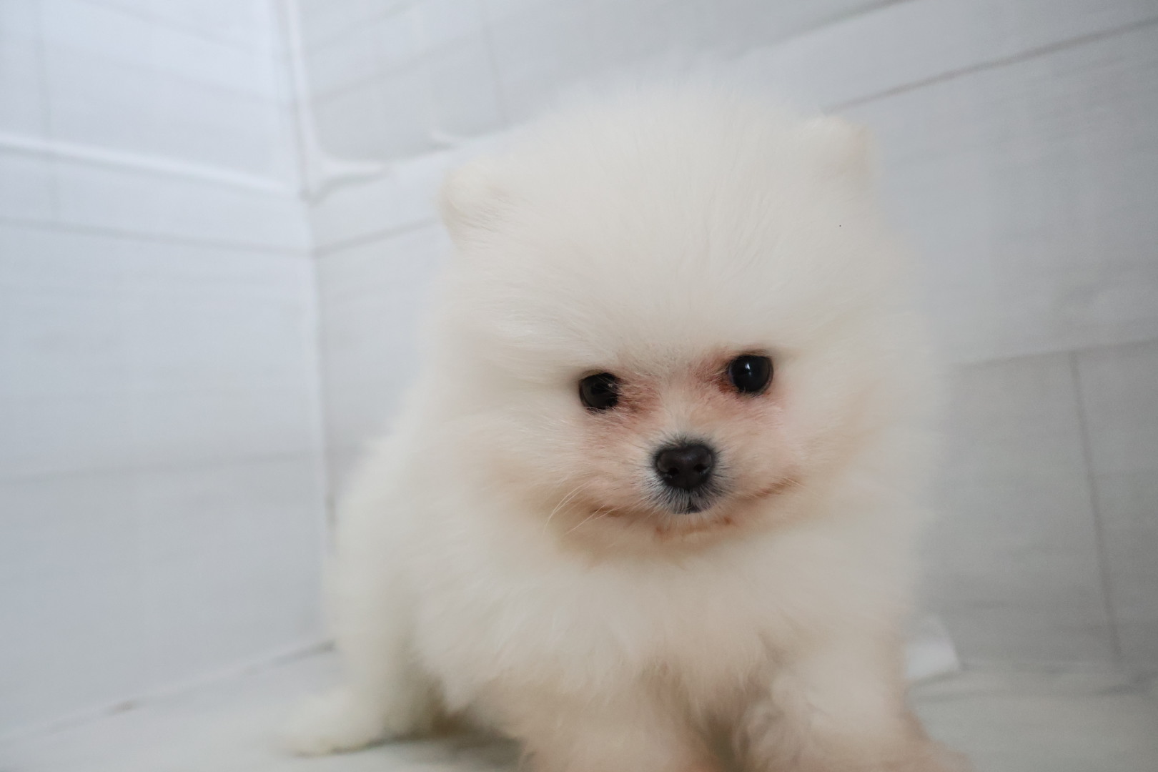 ポメラニアン ホワイトの子犬｜宮崎 | ペッツメイトイオン都城店
