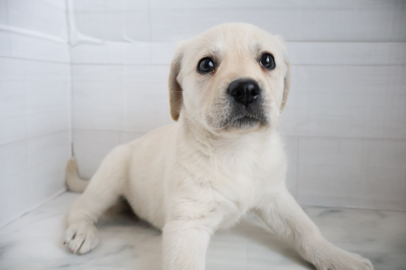 ラブラドールレトリーバー イエローの子犬｜福岡 |ペッツメイトイオン小郡店