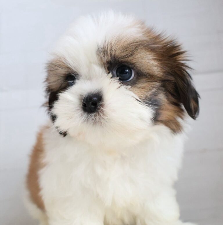 シーズーの子犬（福岡・ペットアミ須恵店在籍）