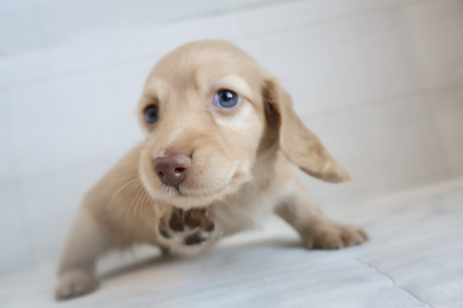 ミニチュアダックスフンド イエローの子犬｜宮崎 | ペッツメイト宮交シティ店
