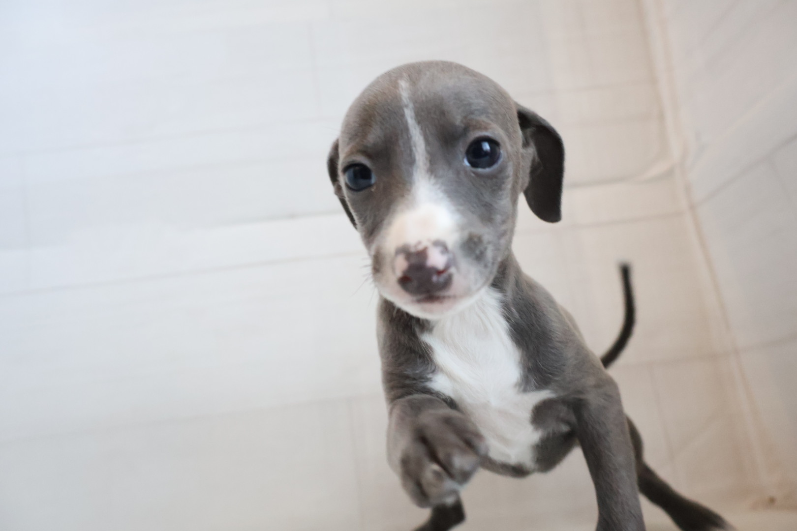 イタリアングレーハウンド ブルーホワイトマーキングスの子犬｜宮崎 | ペッツメイトイオン都城店