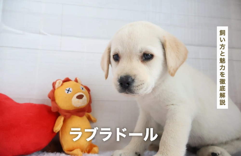 ラブラドールの飼い方と魅力を徹底解説