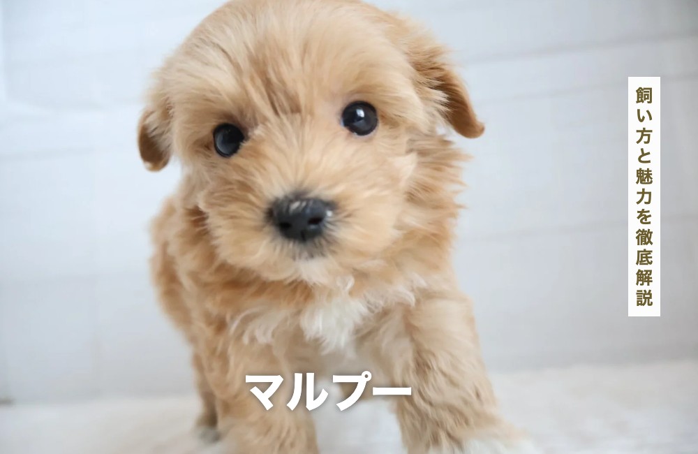マルプーの飼い方と魅力を徹底解説