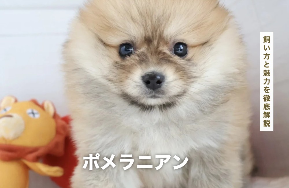 ポメラニアンの飼い方と魅力を徹底解説