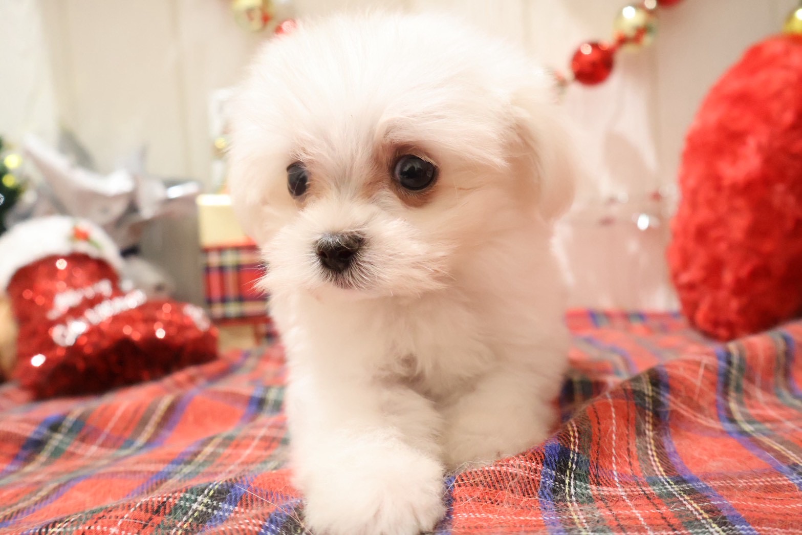 マルチーズ ホワイトの子犬｜宮崎 | ペッツメイトイオン都城店