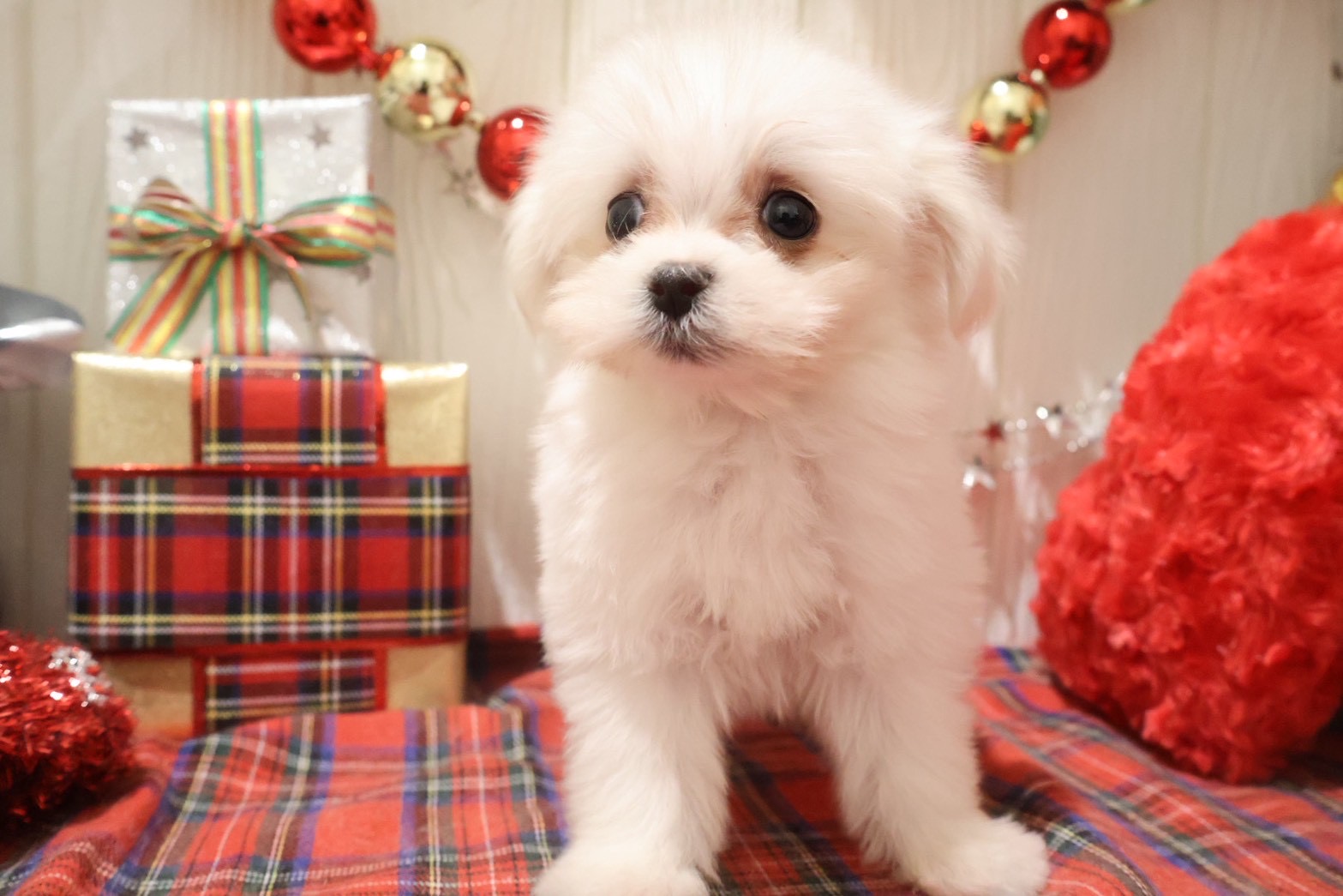 マルチーズ ホワイトの子犬｜宮崎 | ペッツメイトイオン都城店