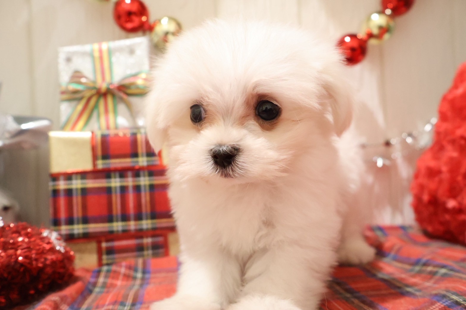 マルチーズ ホワイトの子犬｜宮崎 | ペッツメイトイオン都城店