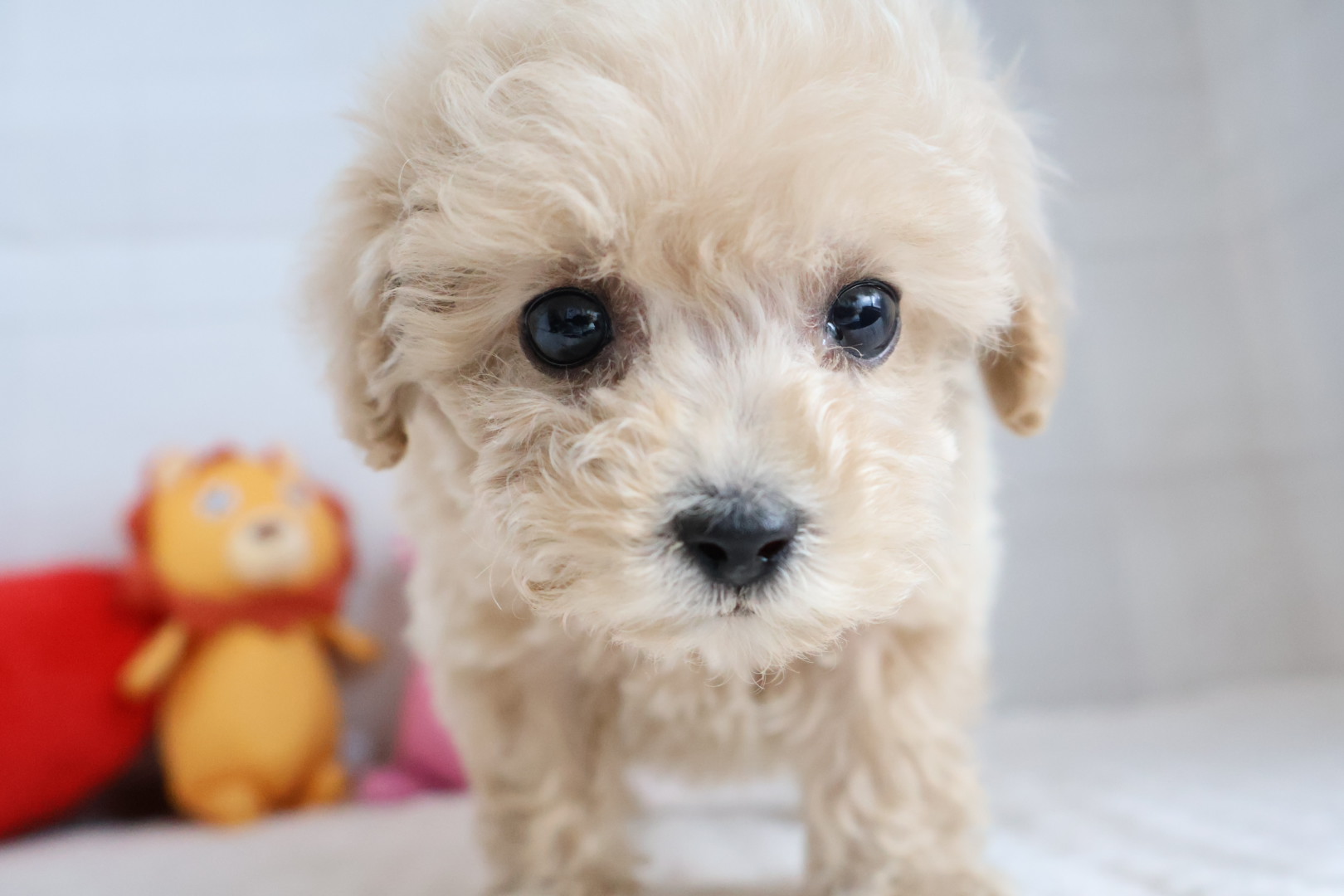 トイプードル クリームの子犬｜宮崎 | ペッツメイトイオン都城店