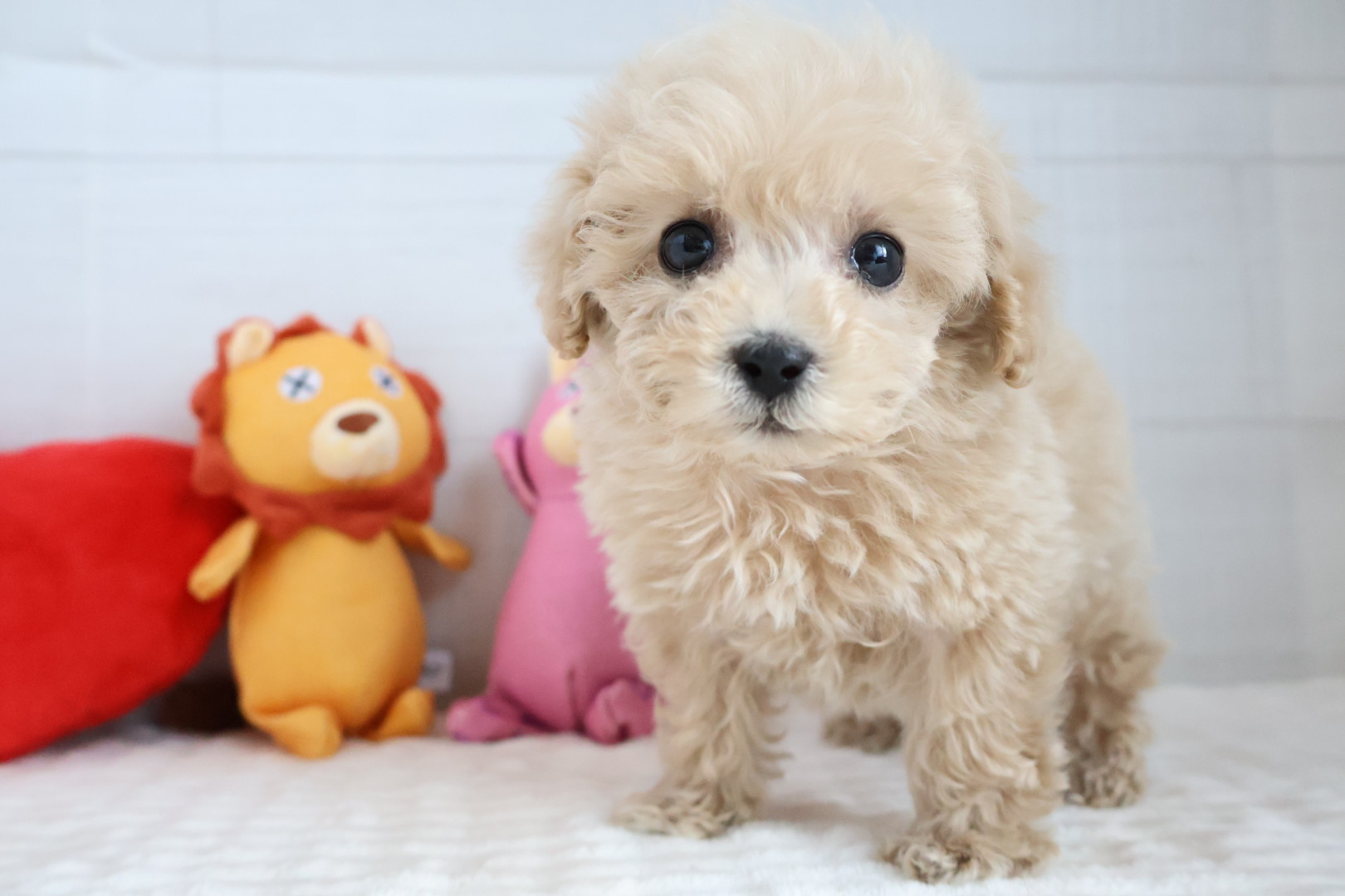 トイプードル クリームの子犬｜宮崎 | ペッツメイトイオン都城店