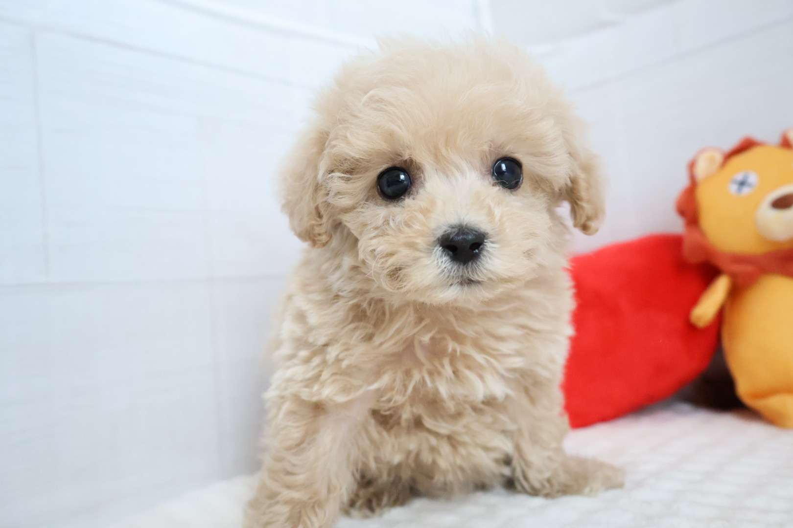 トイプードル クリームの子犬｜宮崎 | ペッツメイトイオン都城店