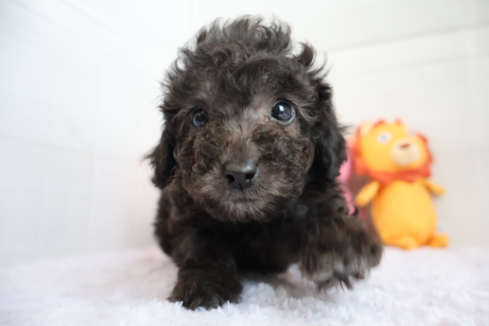 トイプードル シルバーの子犬｜福岡 |ペットアミ甘木店