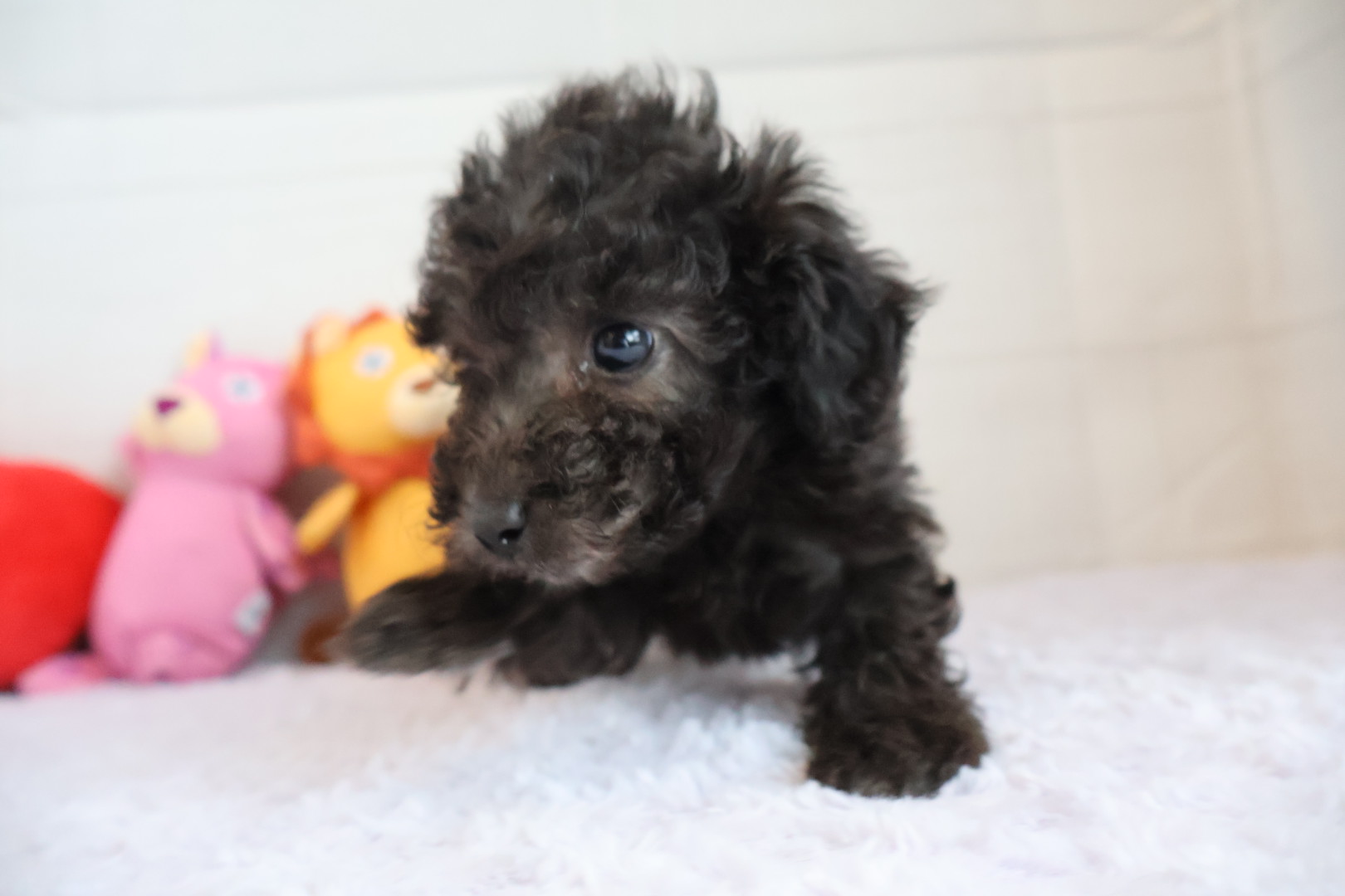 トイプードル シルバーの子犬｜福岡 |ペットアミ甘木店