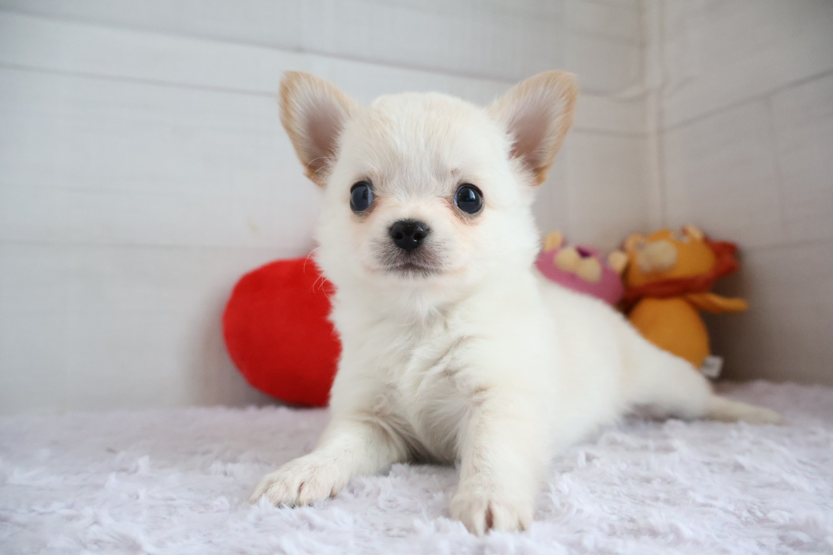 ロングコートチワワ クリームの子犬｜福岡 |ペットアミ筑後店