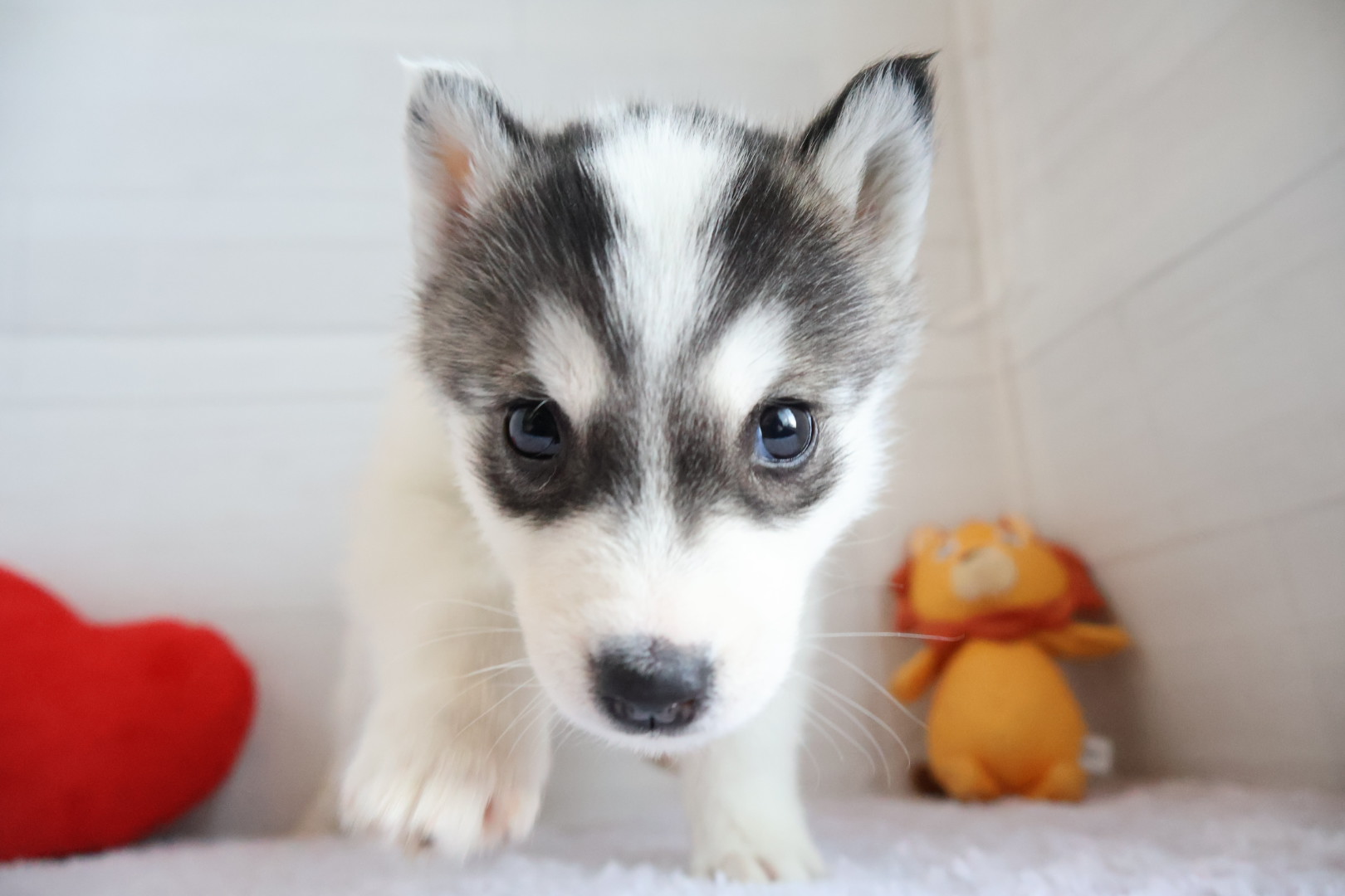 シベリアンハスキー ブラックホワイトの子犬｜福岡 |ペットアミ須恵店