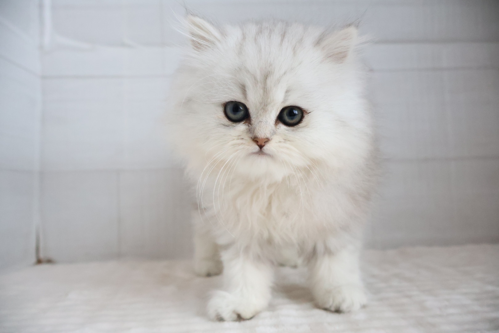 ペルシャ チンチラシルバーの子猫｜佐賀 |ペッツメイト佐賀店