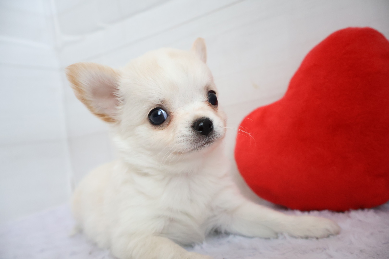ロングコートチワワ クリームの子犬｜福岡 |ペットアミ筑後店