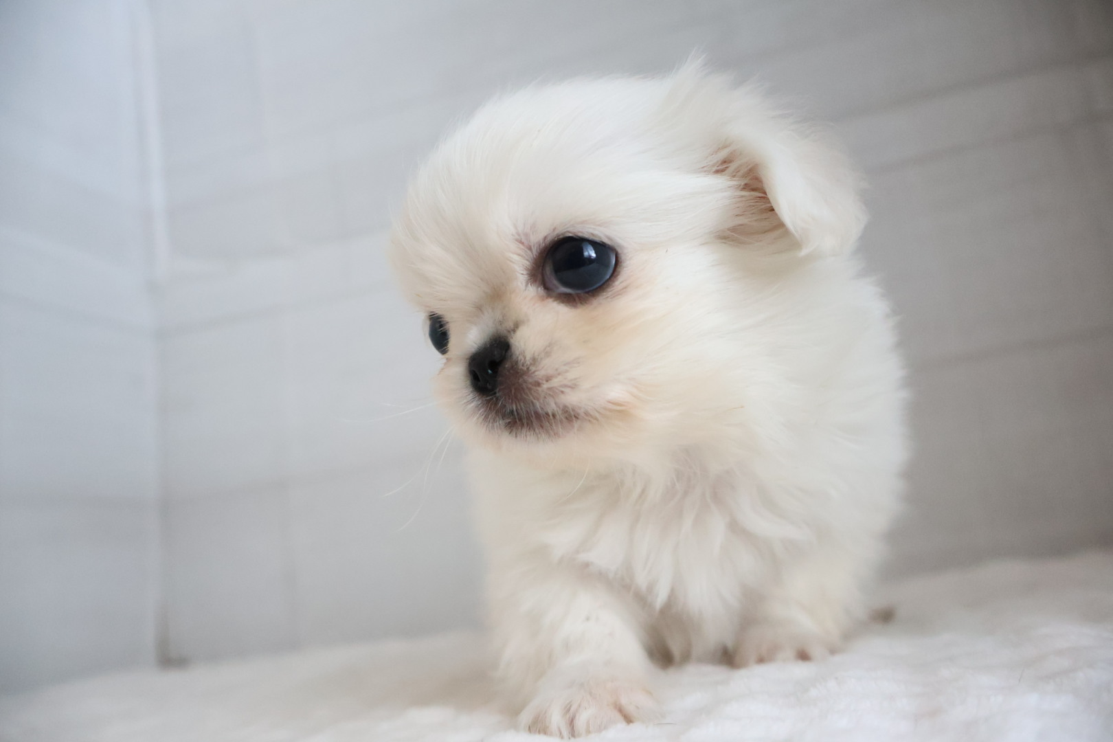 ペキニーズ ホワイトの子犬｜福岡 |ペットアミ筑後店