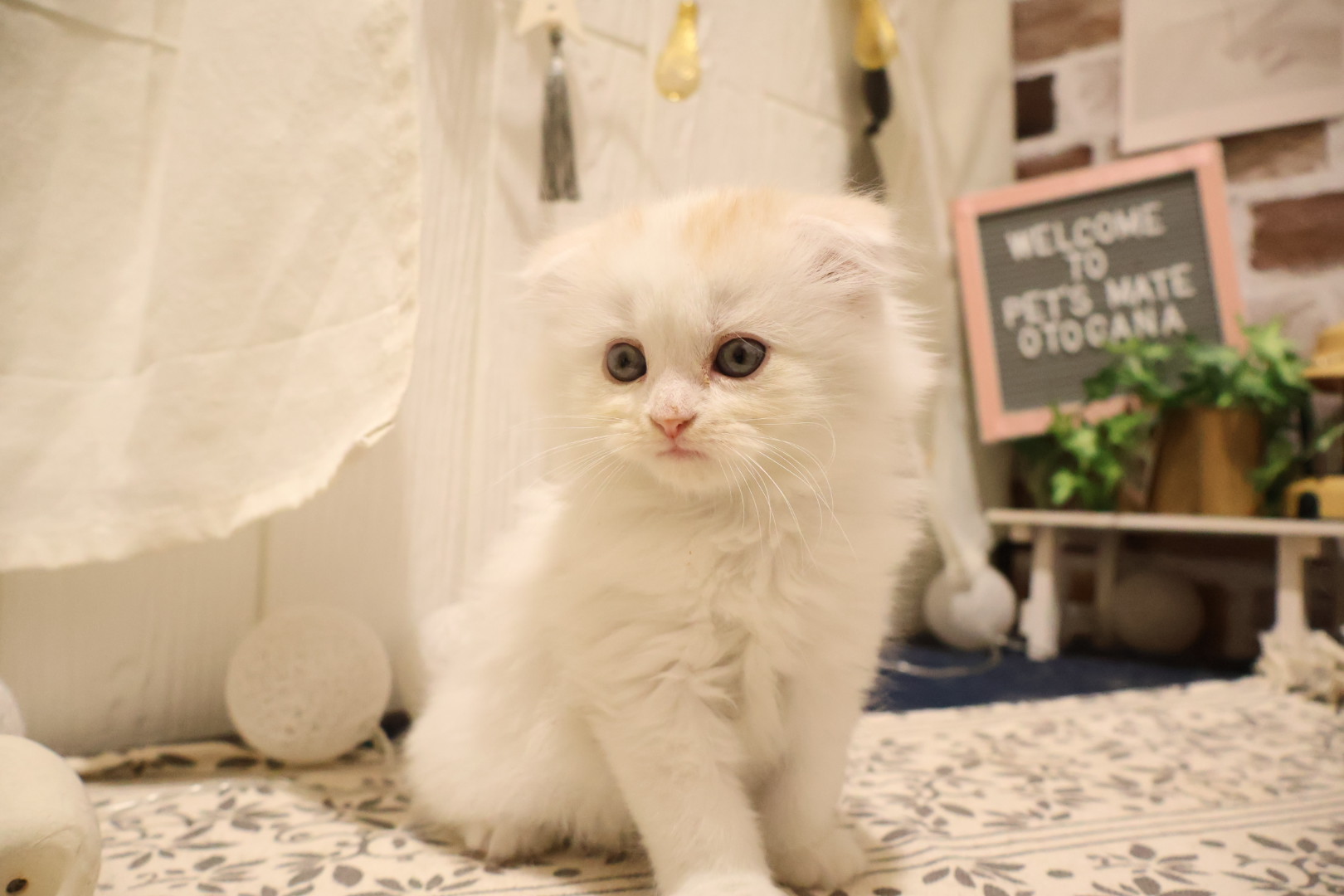 スコティッシュフォールド クリームホワイトの子猫｜福岡 |ペッツメイトイオン乙金店