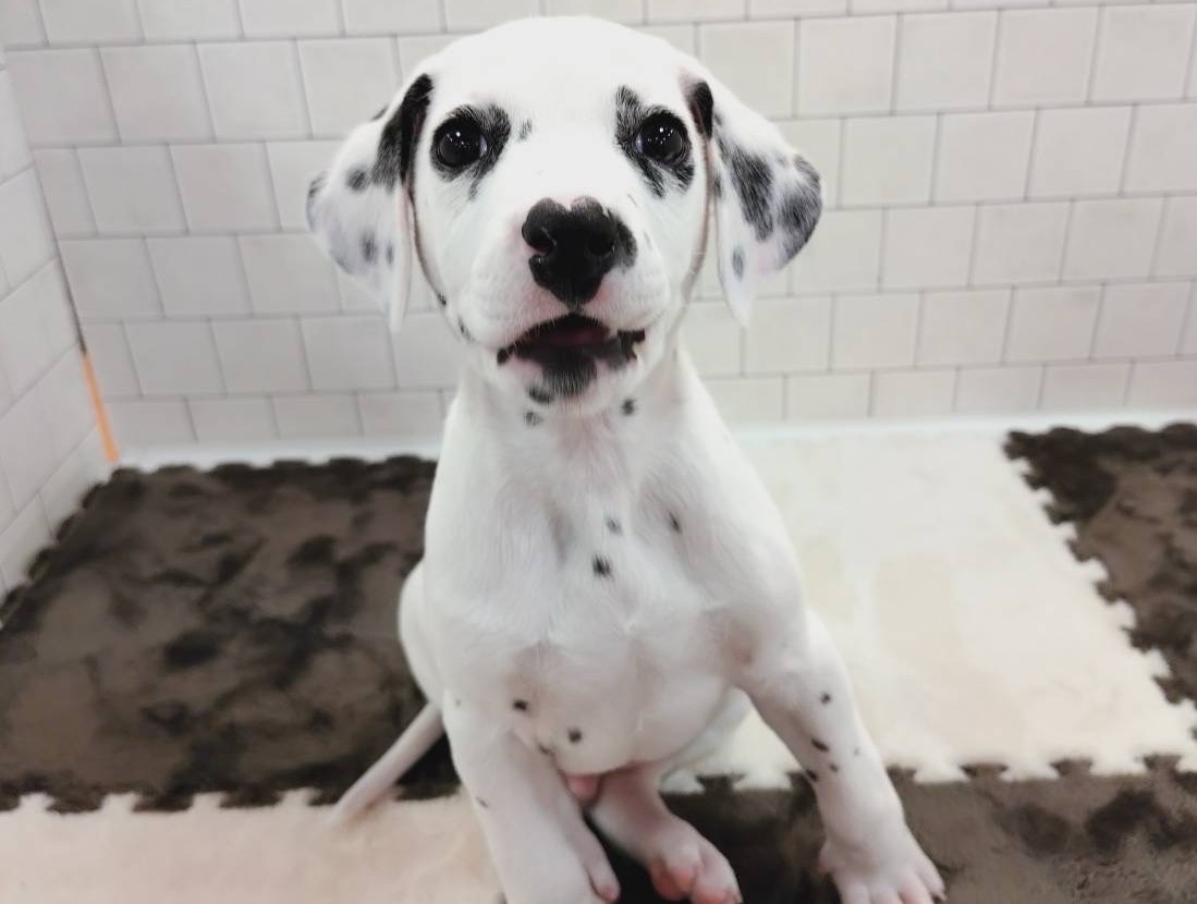 ダルメシアン ホワイトブラックの子犬｜佐賀 |ペッツメイト佐賀店