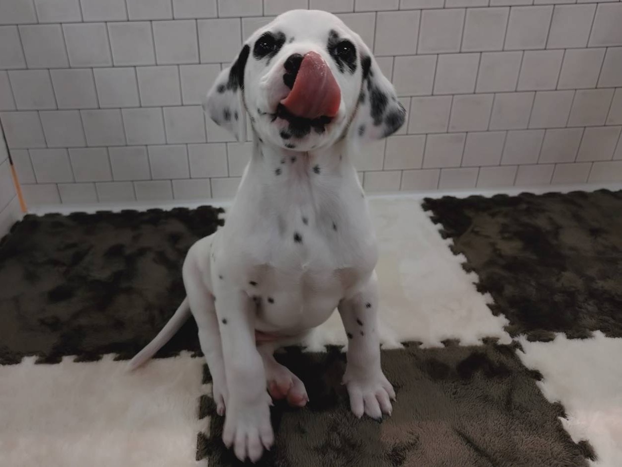 ダルメシアン ホワイトブラックの子犬｜佐賀 |ペッツメイト佐賀店