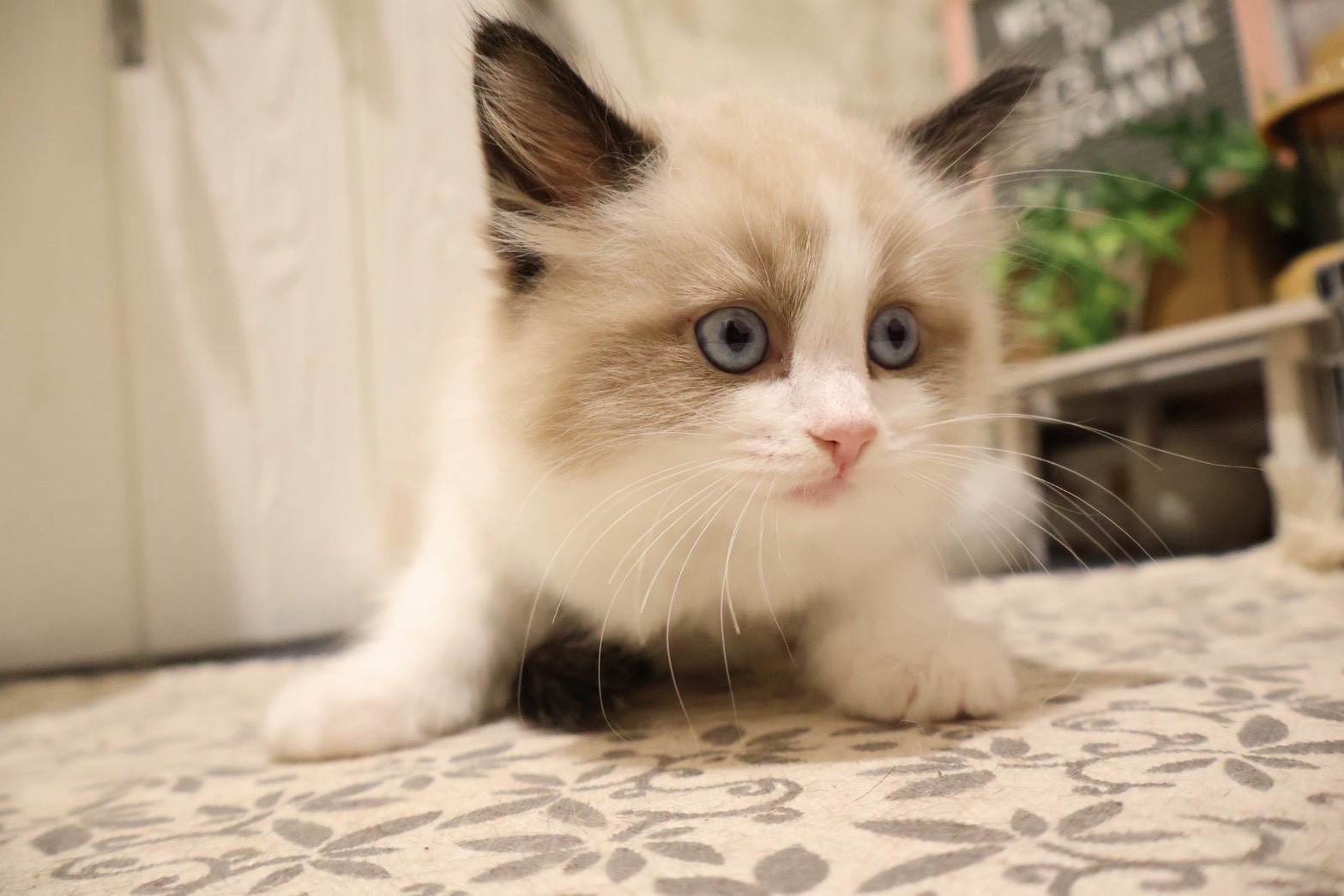 ラグドール シールポイントバイカラーの子猫｜福岡 |ペットアミ甘木店