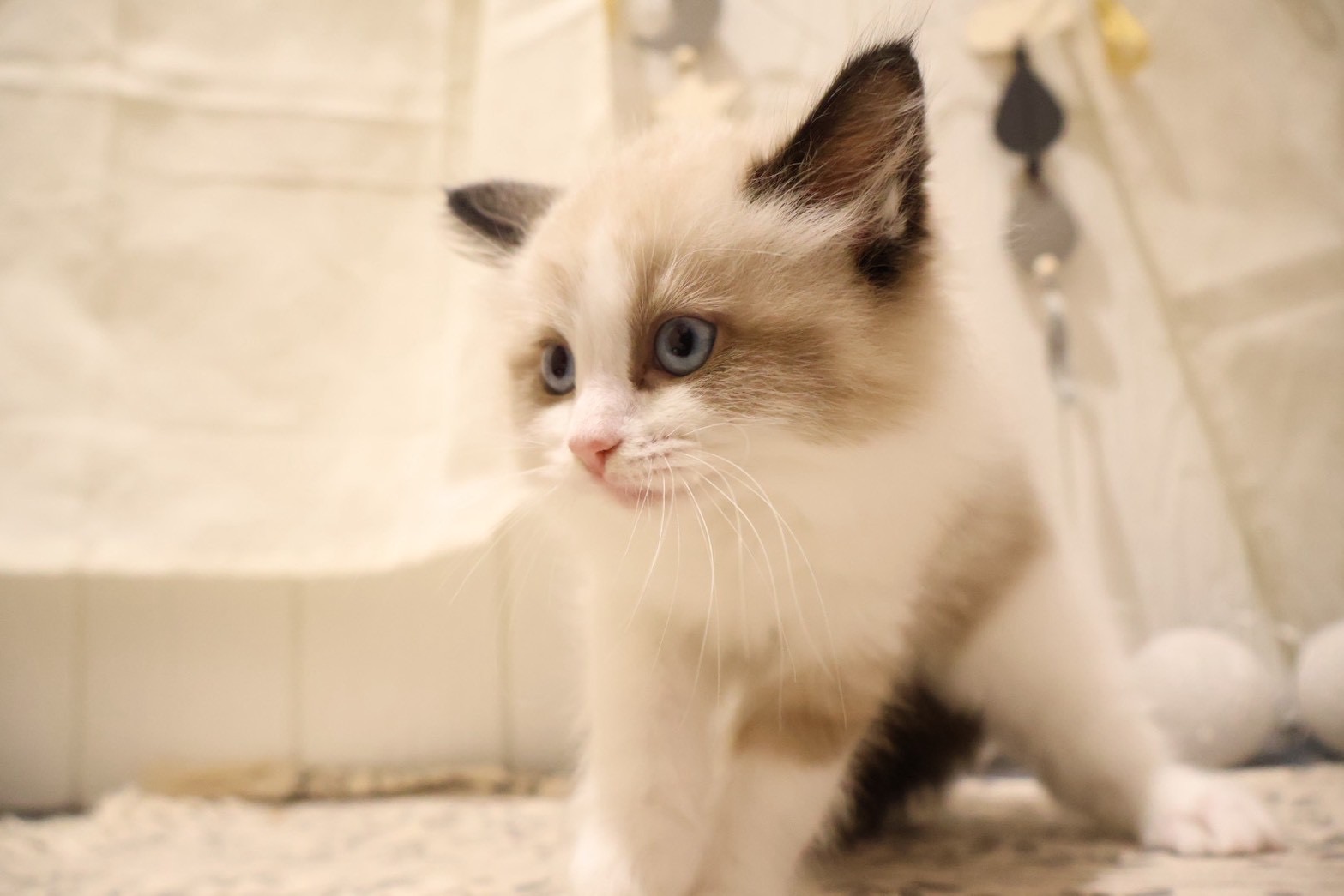 ラグドール シールポイントバイカラーの子猫｜福岡 |ペットアミ甘木店