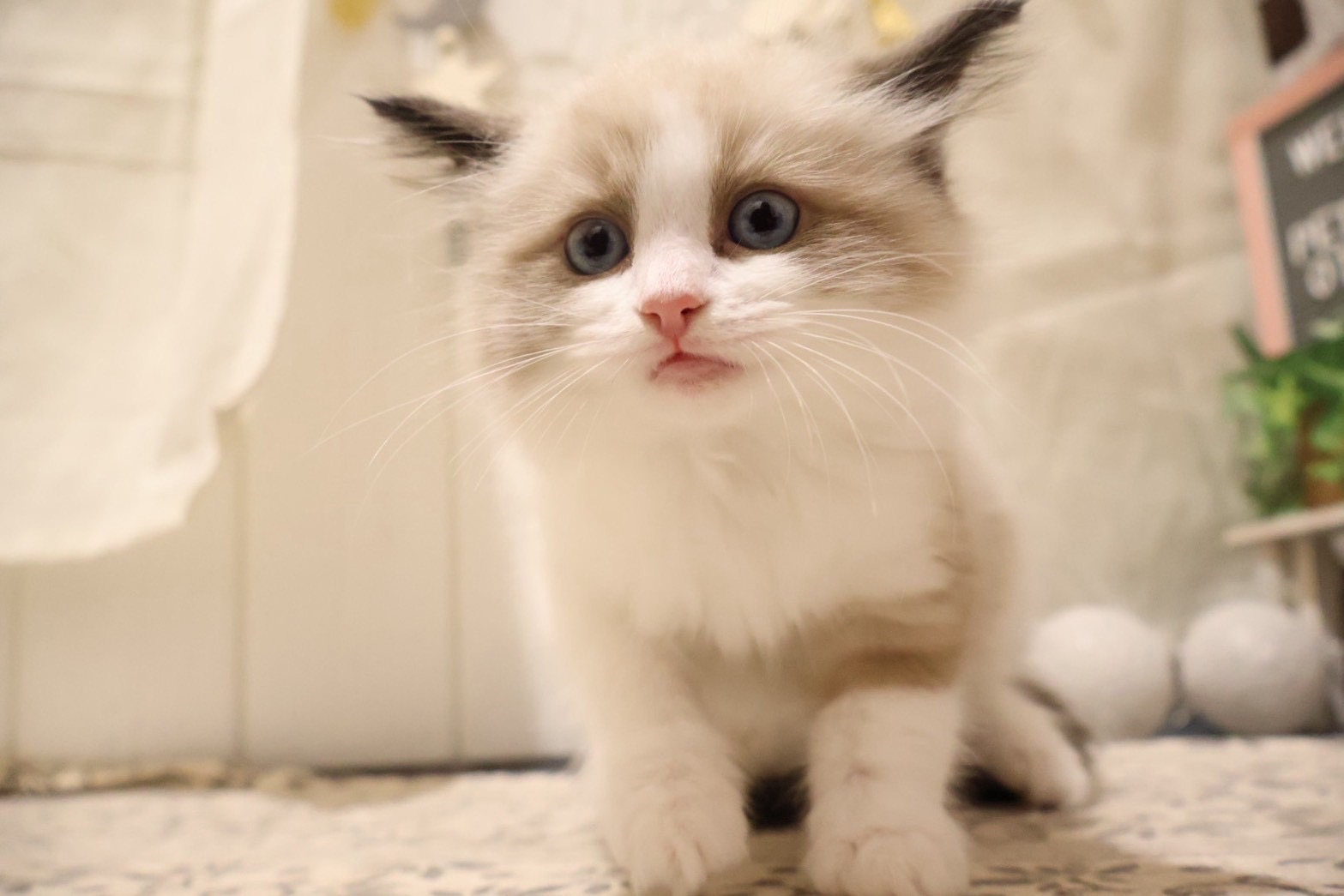 ラグドール シールポイントバイカラーの子猫｜福岡 |ペットアミ甘木店
