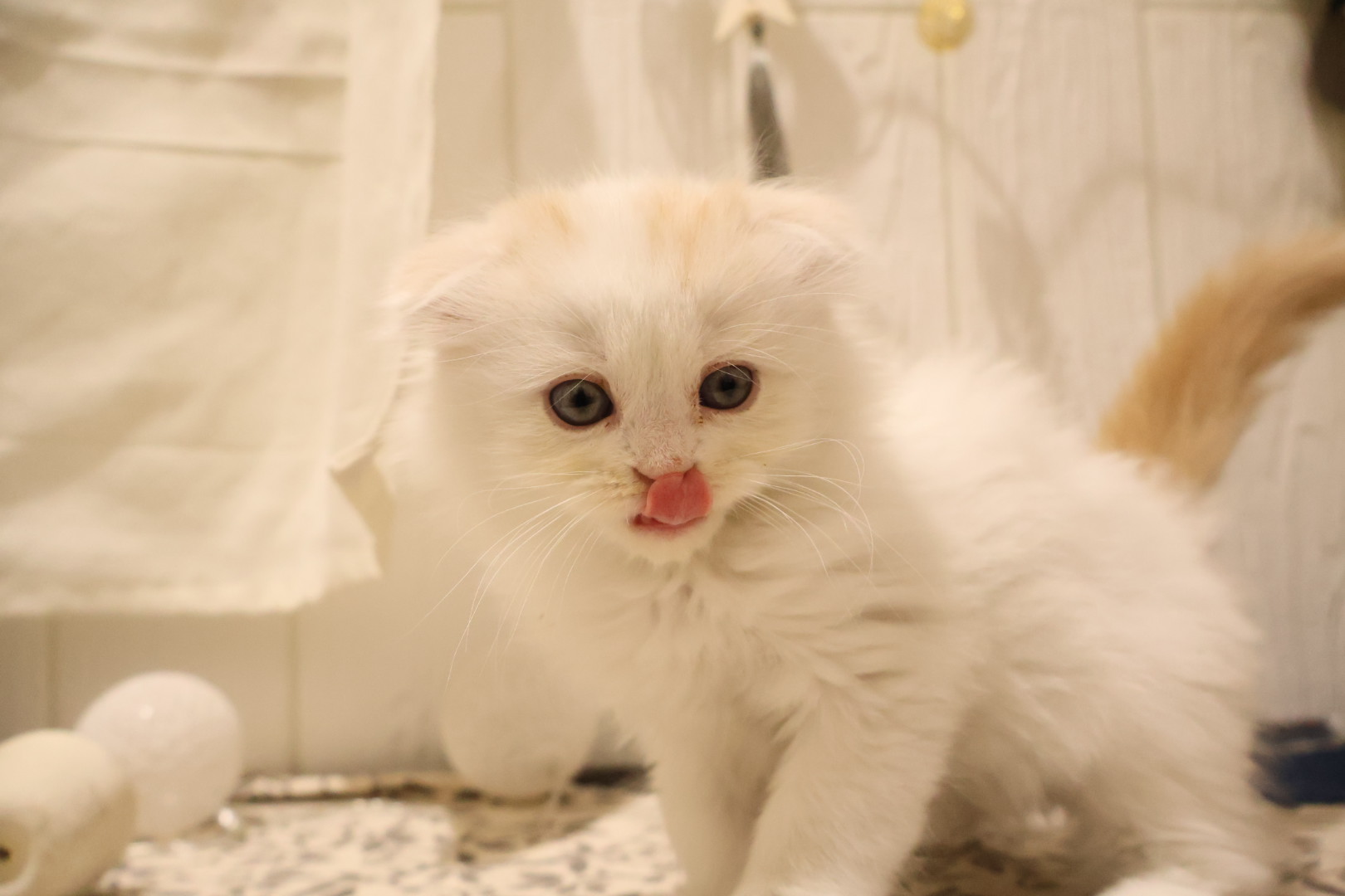 スコティッシュフォールド クリームホワイトの子猫｜福岡 |ペッツメイトイオン乙金店